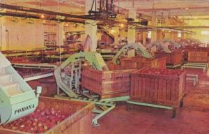 Washington Apple Packing Shed Scene Interior