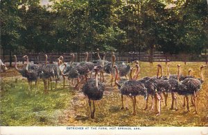 c.1907, Ostrich Farm, Hot Springs, Arkansas, AR, Old Postcard