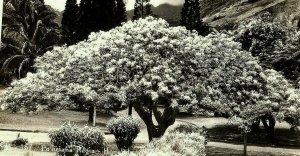 Rppc Vintage Postcard Real Photo Poinciana Regia Honolulu Hawaii Tree 