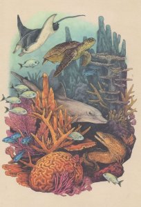 Reef Manta Ray Green Turtle Brain Coral Spotted Moray Eel Fish Postcard