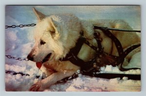 AK-Alaska, Alaskan Sled Dog In The Snow, Chrome Postcard