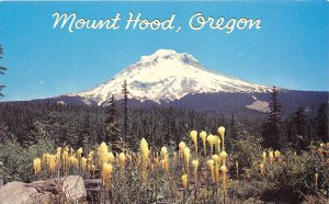 Mt. Hood Oregon 1950s Postcard View Of Mt. Hood Mountain