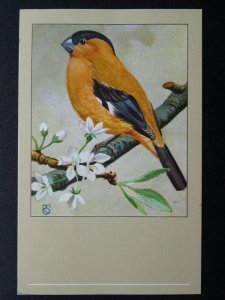 Bird Theme REDDISH FINCH c1950s Postcard by P. Sluis / Series 1 No.1