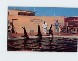 Postcard Captain Harold Winstons sea lions Marineland of The Pacific CA USA