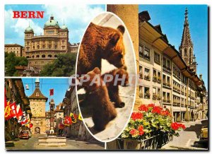 Modern Postcard Bern Bear