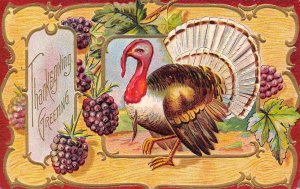 Thanksgiving Greetings Turkey Holiday 1910c postcard