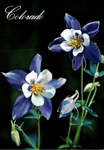 The Columbine State Flower Of Colorado