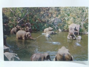 Elephant Bathing Pool Adventureland Disneyland USA New Unused Vintage Postcard