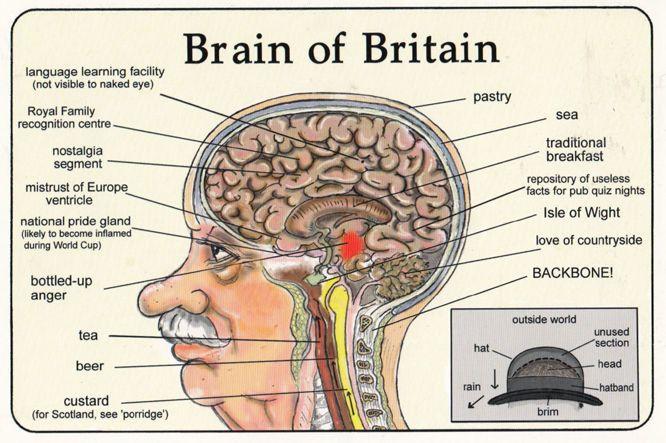 Beer Drinking Alcohol Brain Of Britain British Tourist Comic Humour Postcard