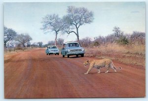 KRUGER NATIONAL PARK, South Africa~ LEOPARD South African Airway 4x6 Postcard