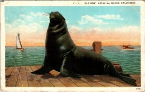 Seal,Catalina Island,CA BIN