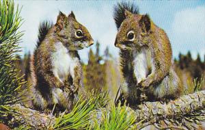 Squirrels Having A Famaily Discussion