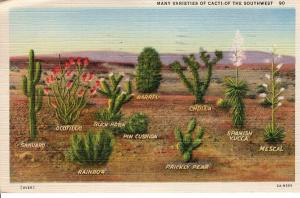 US    PC1259 VARIETIES OF CACTI OF THE SOUTHWEST