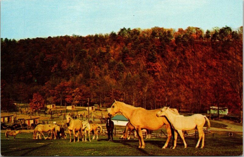 Palomino Horses Trexler Lehigh County Game Preserve Schnecksfille PA Postcard 