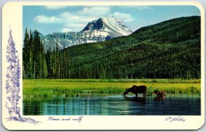 Moose and Calf Wildlife Canadian Rockies Lake Along the Banff Mountain Postcard