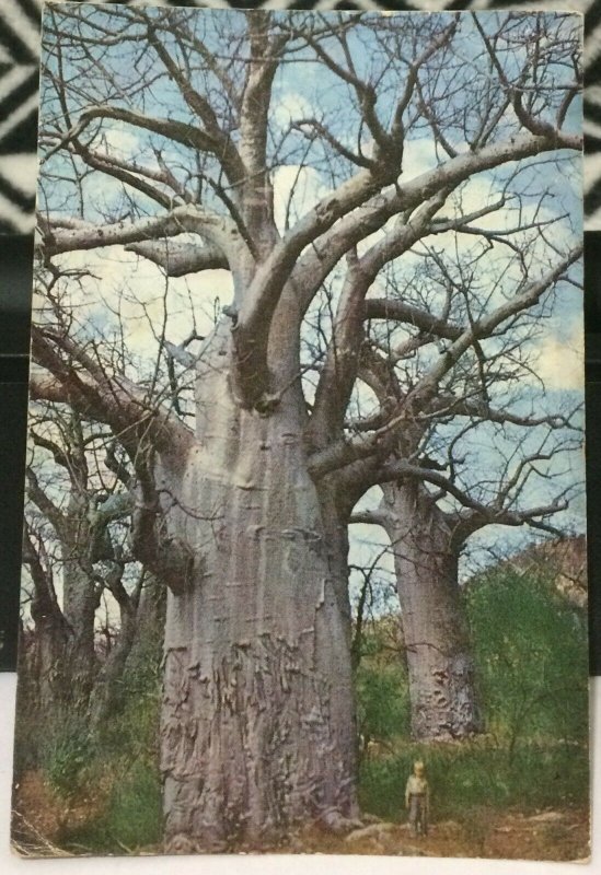 South Africa Kremelartboom Baobab tree - posted 1966