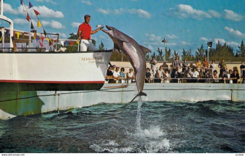 Miami Seaquarium, 1950-60s ; Porpoise taking Fish from Trainer