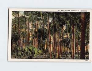 Postcard Pine And Palm Forest In Dixieland