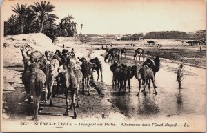 Algeria Scenes Et Types Transport des Dattes Vintage Postcard C153