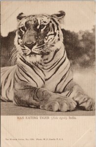 Man Eating Tiger Tigris India Wrench Series 2295 Unused Postcard H1