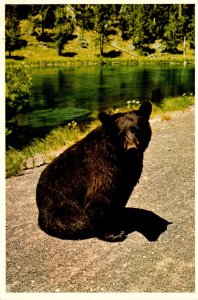 Yellowstone National Park Black Bear At Side Of Highway Along Firehole River