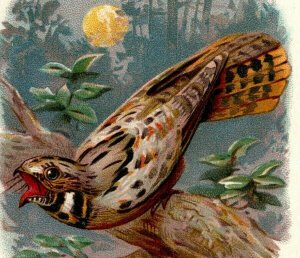 1888 New England Bird Series G.E. Marsh Soap Whippoorwill #S