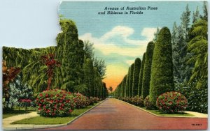 M-9463 Avenue of Australian Pines and Hibiscus in Florida