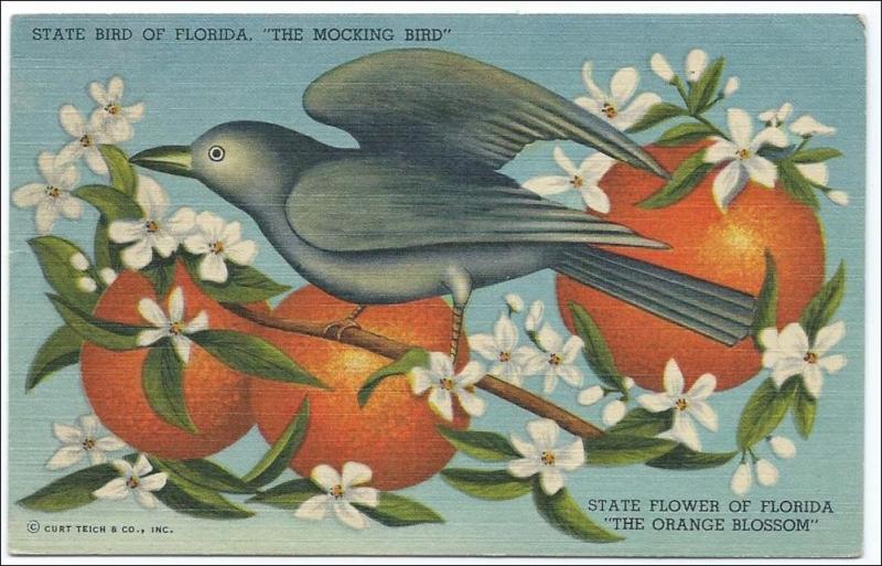 State Bird of Flordia - Mocking Bird