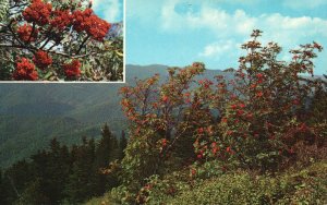 The Mountain Ash Bearing Ripe Fruit High Altitude Blue Ridge Parkway NC Postcard