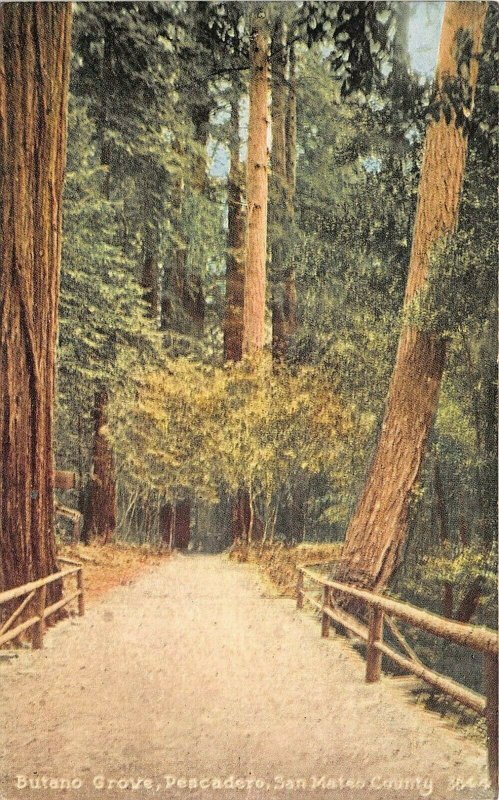 Pescadero San Mateo County California 1910s Postcard Butano Grove