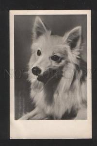 3070260 White SPITZ vintage PHOTO