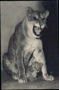 france, PARIS, Parc Zoologique, LION LIONESS with Young (1930s)
