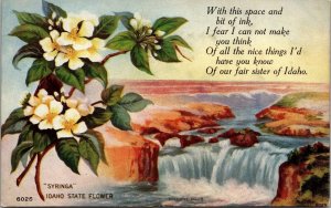 Syringa Idaho State Flower Postcard PC14
