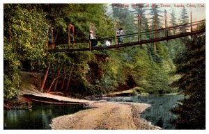 California  Santa Cruz , Swinging Bridge at Big Trees