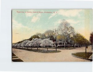 Postcard Magnolias in bloom Rochester New York USA