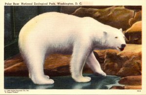 Polar Bear National Zoological Park Washington D C