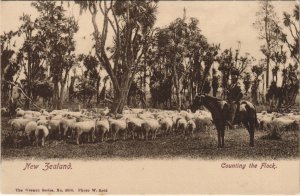 PC NEW ZEALAND, COUNTING THE FLOCK, Vintage Postcard (B41392)