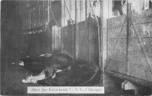 Illinois Chicago Cattle Slaughter Agriculture Industry C-1910 Postcard 22-1023