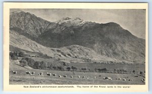 NEW ZEALAND picturesque pasturelands Sheep Lamb Postcard