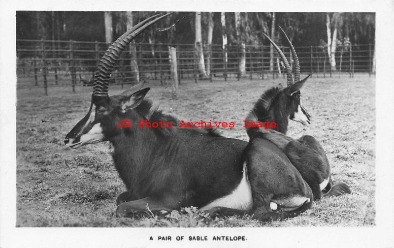 South Africa, Pretoria, RPPC, National Zoological Gardens, Sable Antelopes