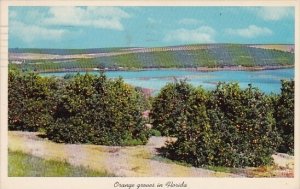 Florida Lake Wales Orange Groves In Florida 1966