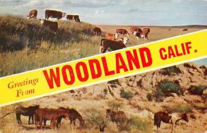 Woodland California Horse Cow Pasture Multiview Vintage Postcard K73296