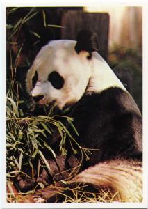 Giant Panda Bear - Washington National Zoo