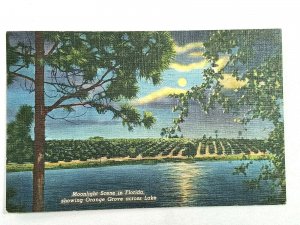 1952 Moonlight Scene in Florida Orange Grove Across Lake Vintage Postcard