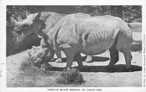 Arica Black Rhinos St Louis Zoo Missouri 1950s Postcard 11425