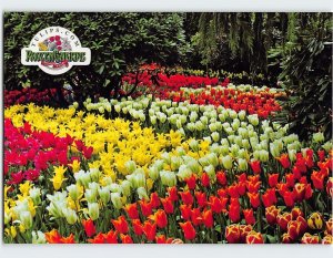 Postcard Rows of tulips burst into bloom at RoozenGaarde, Mount Vernon, W. A.