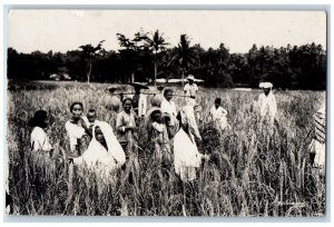 Buitenzorg Bogor Indonesia Postcard Scene of Tall Crops Farmers c1910 RPPC Photo
