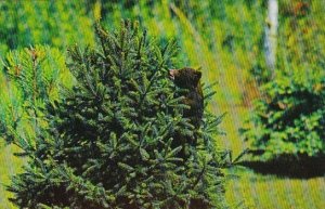 Black Bear Cub Playing With Christmas Tree