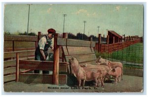 1912 Scene Near Man Feeding Pigs Barn Lake Park Iowa IA Vintage Antique Postcard