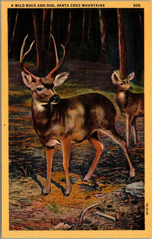 Vtg 1930s Wild Buck & Doe Deer Santa Cruz Mountains California CA Linen Postcard